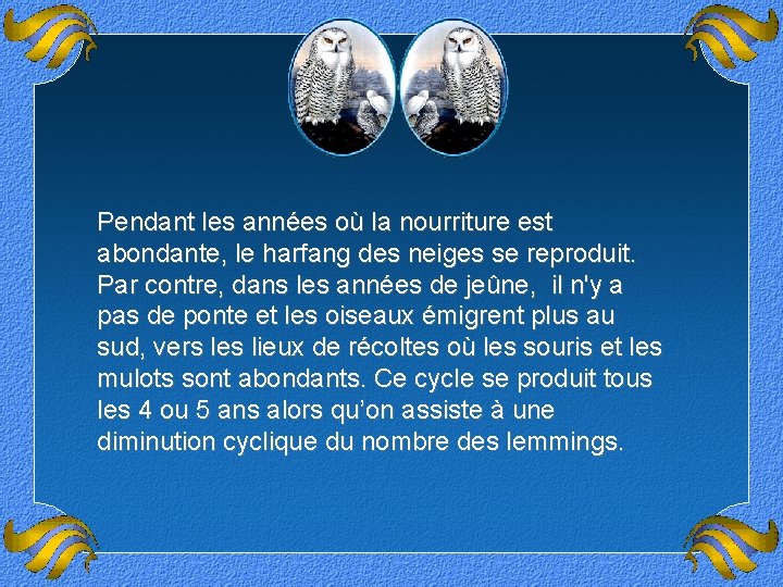 Pendant les années où la nourriture est abondante, le harfang des neiges se reproduit.