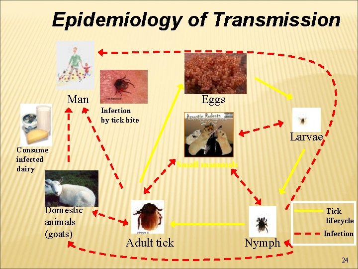 Epidemiology of Transmission Man Eggs Infection by tick bite Larvae Consume infected dairy Domestic