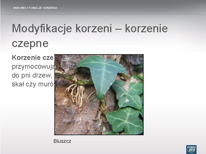 BUDOWA I FUNKCJE KORZENIA Modyfikacje korzeni – korzenie czepne Korzenie czepne przymocowują roślinę do