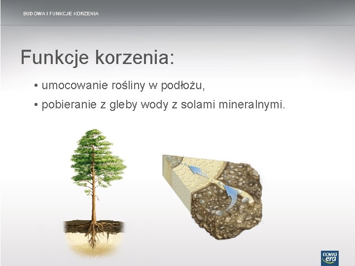 BUDOWA I FUNKCJE KORZENIA Funkcje korzenia: • umocowanie rośliny w podłożu, • pobieranie z