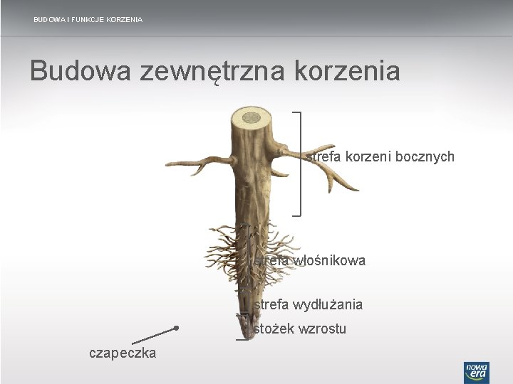 BUDOWA I FUNKCJE KORZENIA Budowa zewnętrzna korzenia strefa korzeni bocznych strefa włośnikowa strefa wydłużania