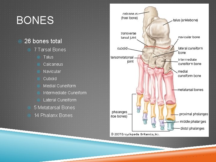 BONES 26 bones total 7 Tarsal Bones Talus Calcaneus Navicular Cuboid Medial Cuneiform Intermediate