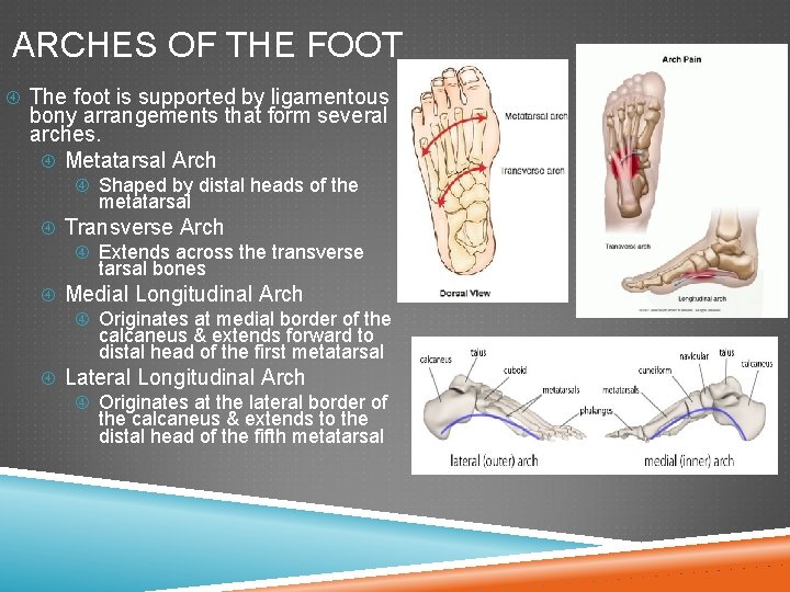 ARCHES OF THE FOOT The foot is supported by ligamentous & bony arrangements that