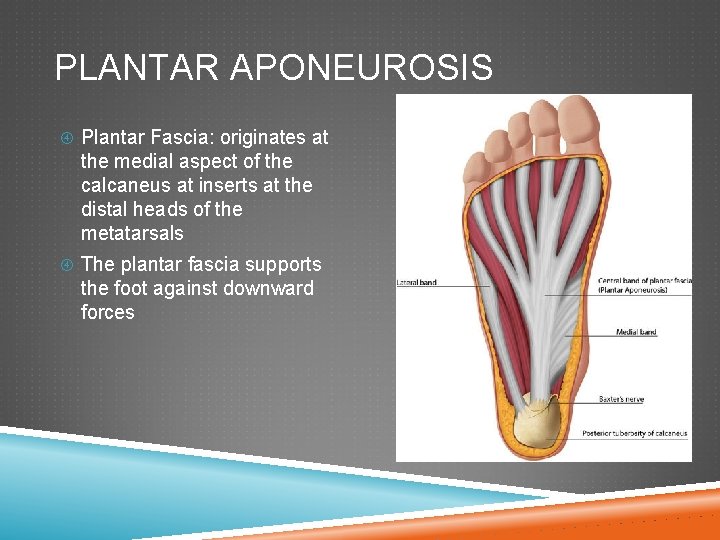 PLANTAR APONEUROSIS Plantar Fascia: originates at the medial aspect of the calcaneus at inserts