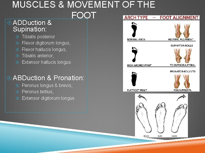 MUSCLES & MOVEMENT OF THE FOOT ADDuction & Supination: Tibialis posterior Flexor digitorum longus,