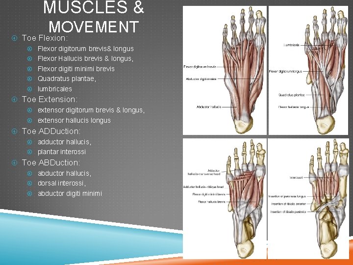 MUSCLES & MOVEMENT Toe Flexion: Flexor digitorum brevis& longus Flexor Hallucis brevis & longus,