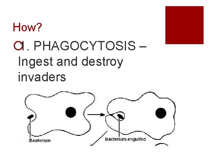 How? ¡ 1. PHAGOCYTOSIS – Ingest and destroy invaders 