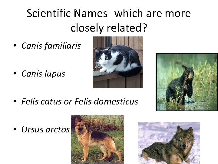 Scientific Names- which are more closely related? • Canis familiaris • Canis lupus •