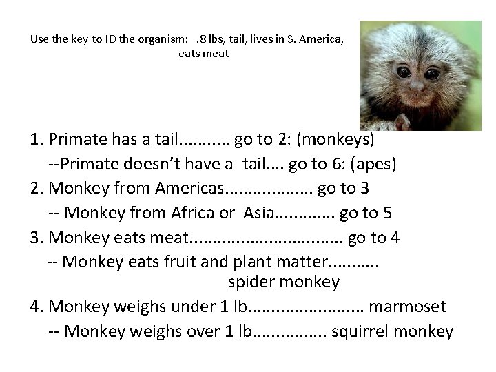 Use the key to ID the organism: . 8 lbs, tail, lives in S.