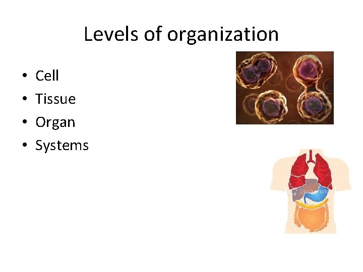 Levels of organization • • Cell Tissue Organ Systems 