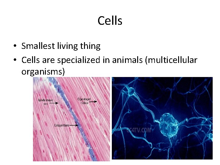 Cells • Smallest living thing • Cells are specialized in animals (multicellular organisms) 