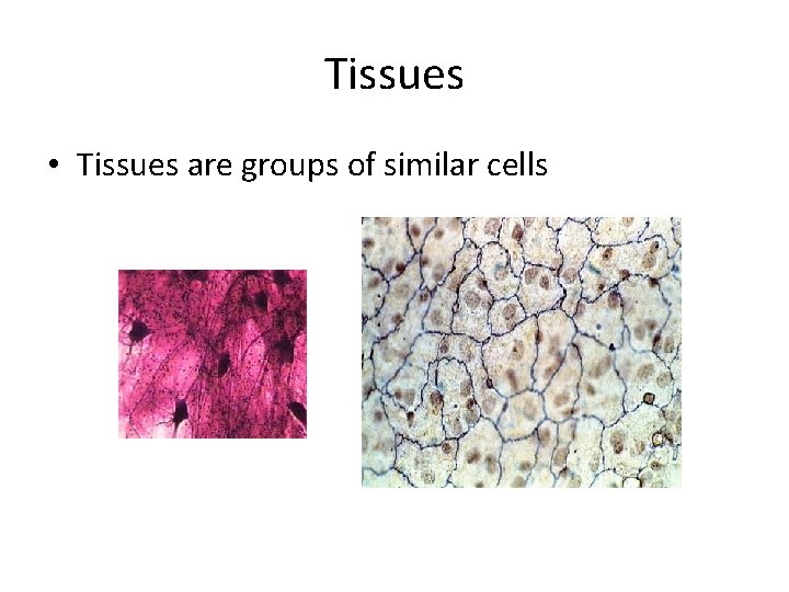 Tissues • Tissues are groups of similar cells 