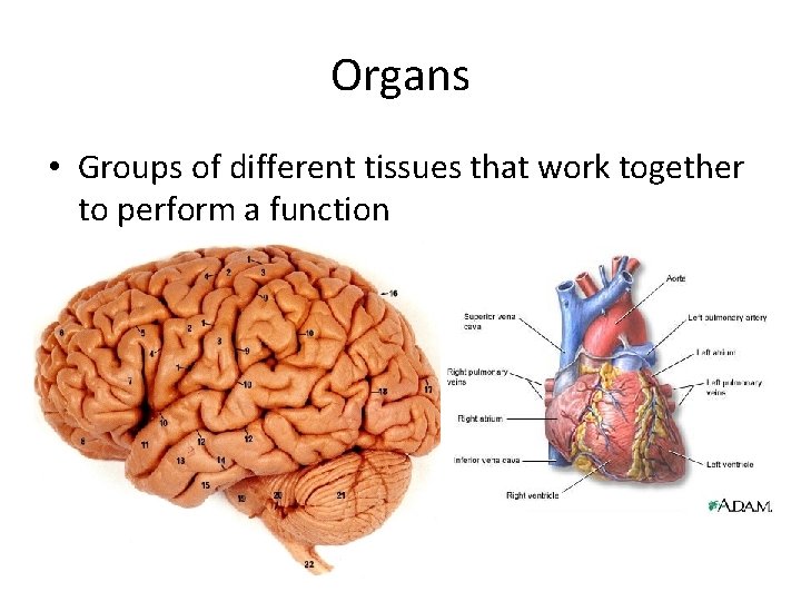 Organs • Groups of different tissues that work together to perform a function 