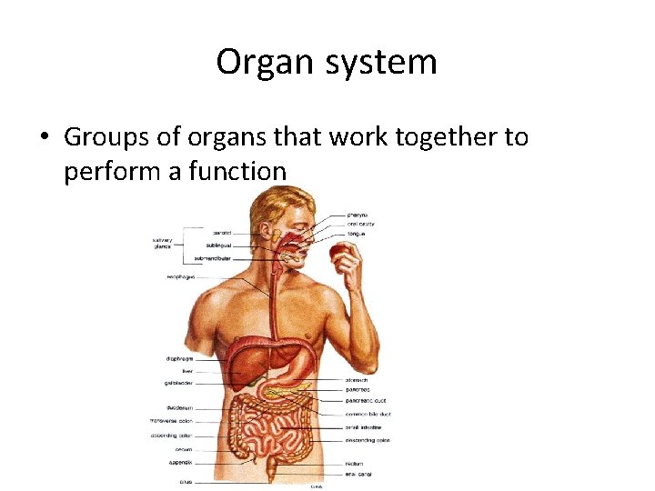 Organ system • Groups of organs that work together to perform a function 