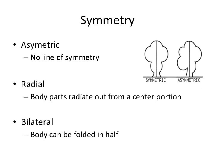 Symmetry • Asymetric – No line of symmetry • Radial – Body parts radiate