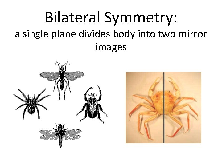 Bilateral Symmetry: a single plane divides body into two mirror images 
