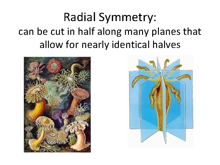 Radial Symmetry: can be cut in half along many planes that allow for nearly