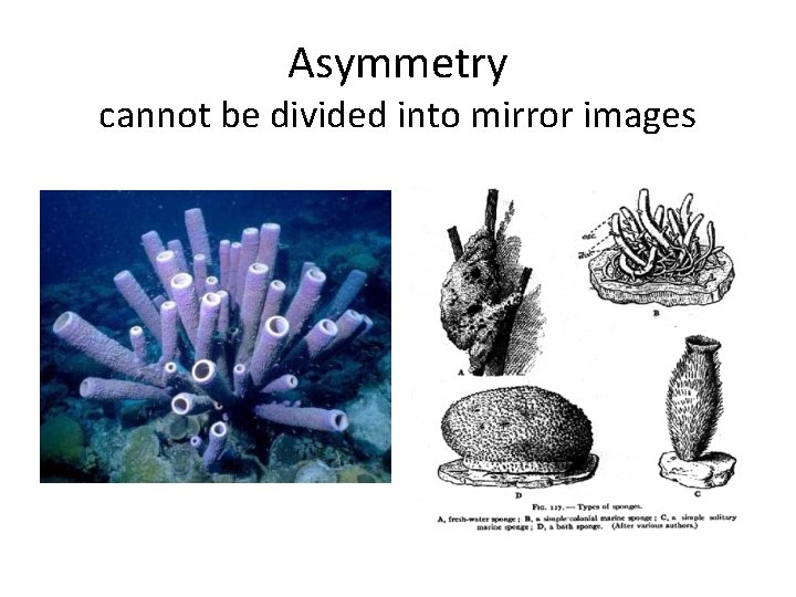 Asymmetry cannot be divided into mirror images 