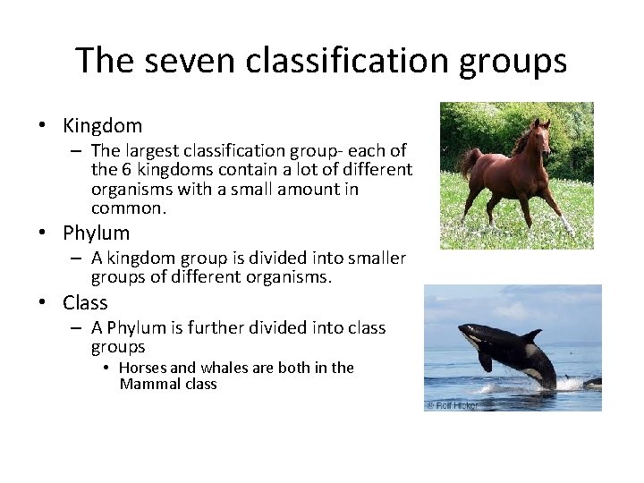 The seven classification groups • Kingdom – The largest classification group- each of the