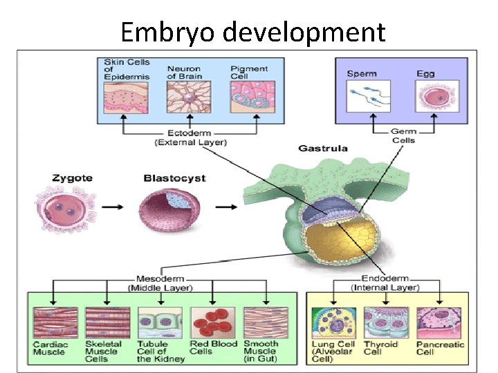 Embryo development 