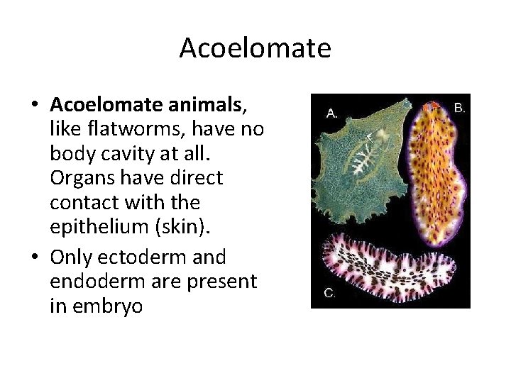 Acoelomate • Acoelomate animals, like flatworms, have no body cavity at all. Organs have