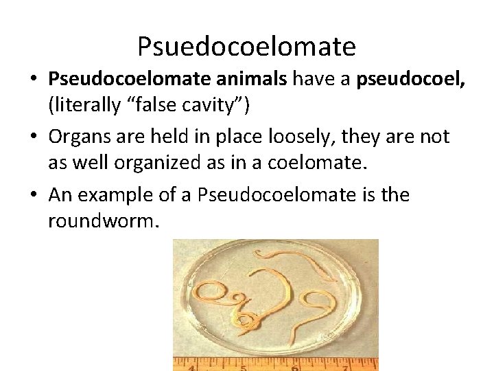 Psuedocoelomate • Pseudocoelomate animals have a pseudocoel, (literally “false cavity”) • Organs are held