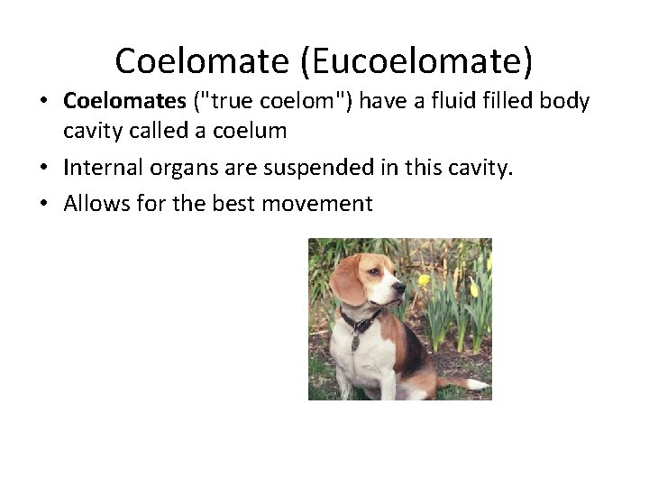 Coelomate (Eucoelomate) • Coelomates ("true coelom") have a fluid filled body cavity called a