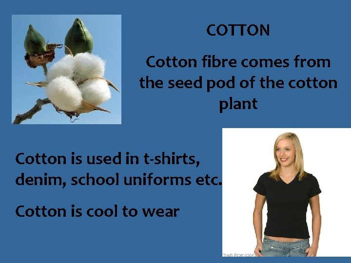 COTTON Cotton fibre comes from the seed pod of the cotton plant Cotton is