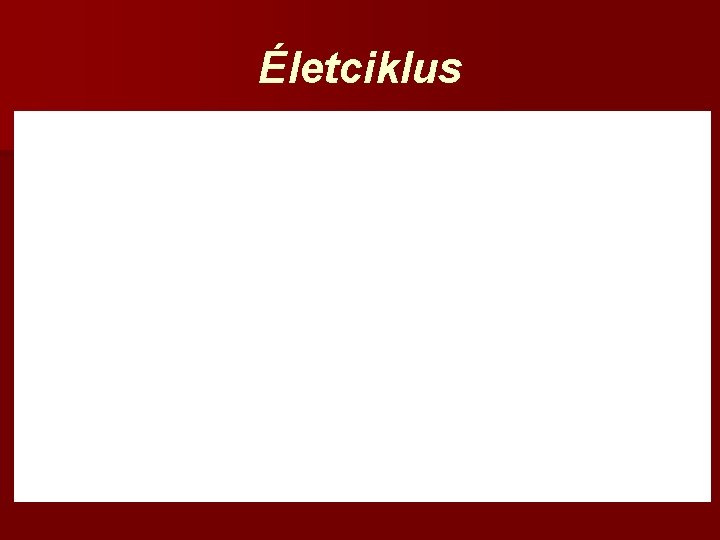 Életciklus 