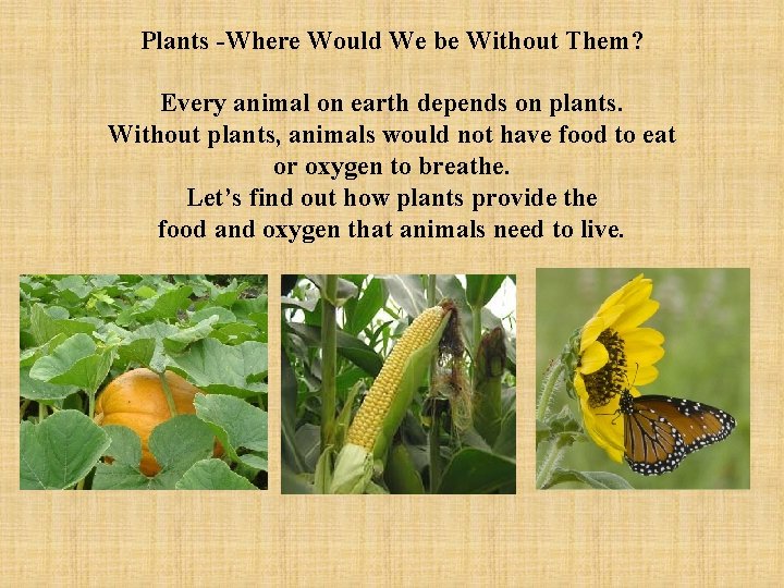 Plants -Where Would We be Without Them? Every animal on earth depends on plants.