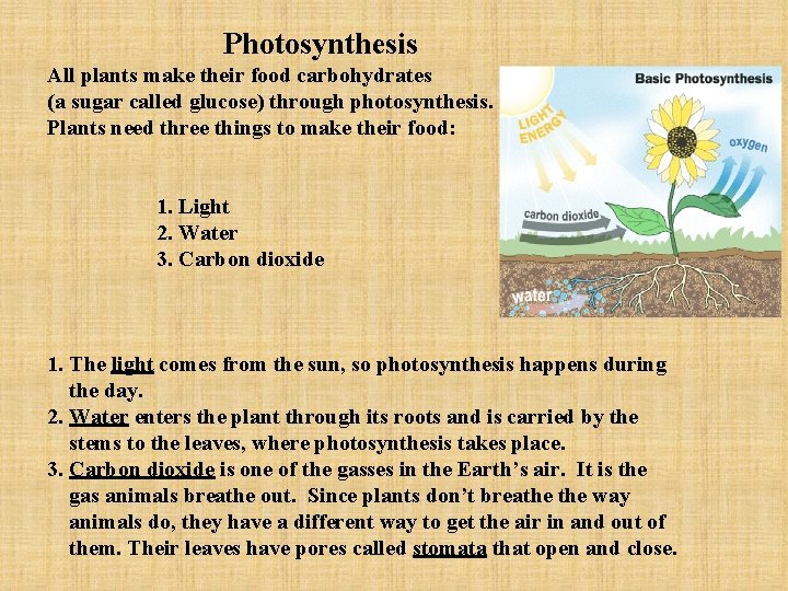 Photosynthesis All plants make their food carbohydrates (a sugar called glucose) through photosynthesis. Plants