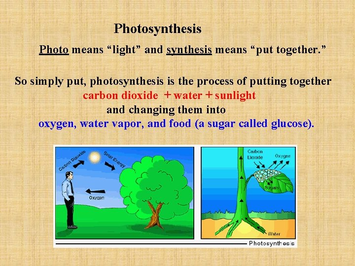 Photosynthesis Photo means “light” and synthesis means “put together. ” So simply put, photosynthesis
