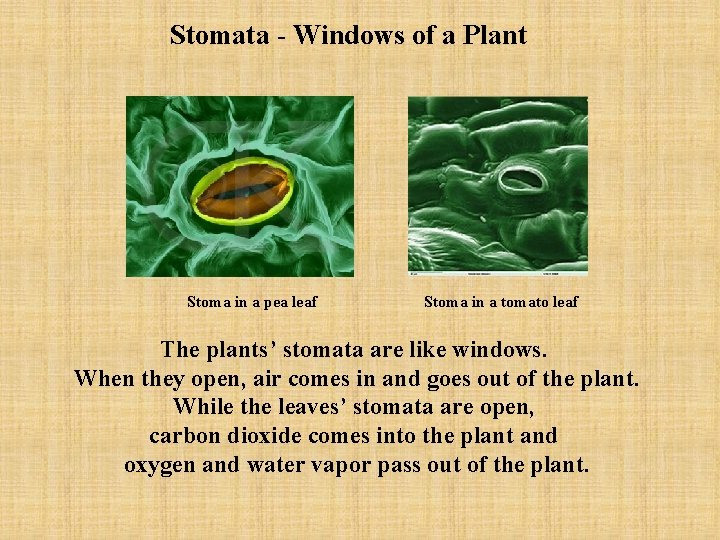 Stomata - Windows of a Plant Stoma in a pea leaf Stoma in a