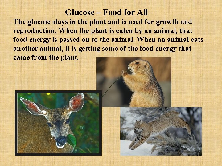 Glucose – Food for All The glucose stays in the plant and is used