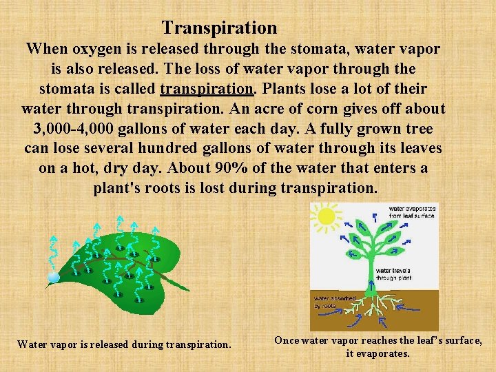 Transpiration When oxygen is released through the stomata, water vapor is also released. The