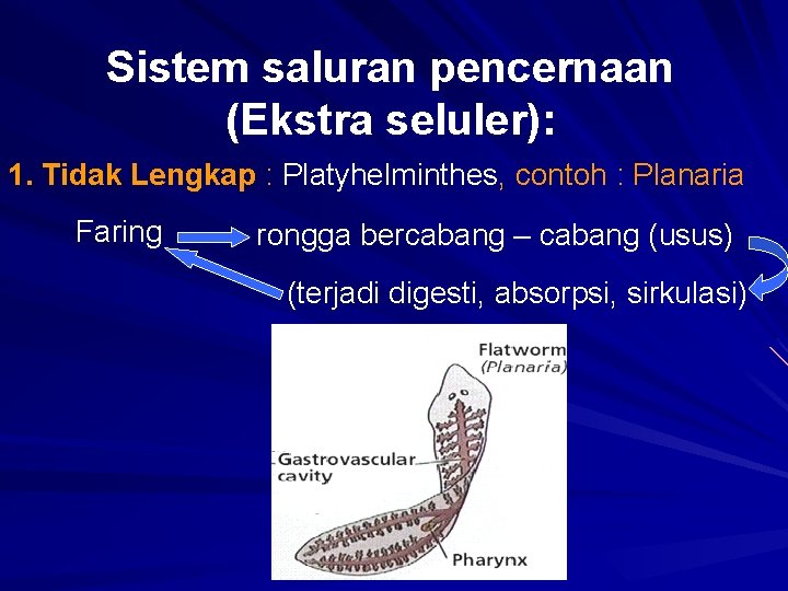 Sistem saluran pencernaan (Ekstra seluler): 1. Tidak Lengkap : Platyhelminthes, contoh : Planaria Faring