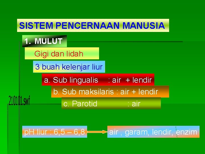 SISTEM PENCERNAAN MANUSIA 1. MULUT Gigi dan lidah 3 buah kelenjar liur a. Sub