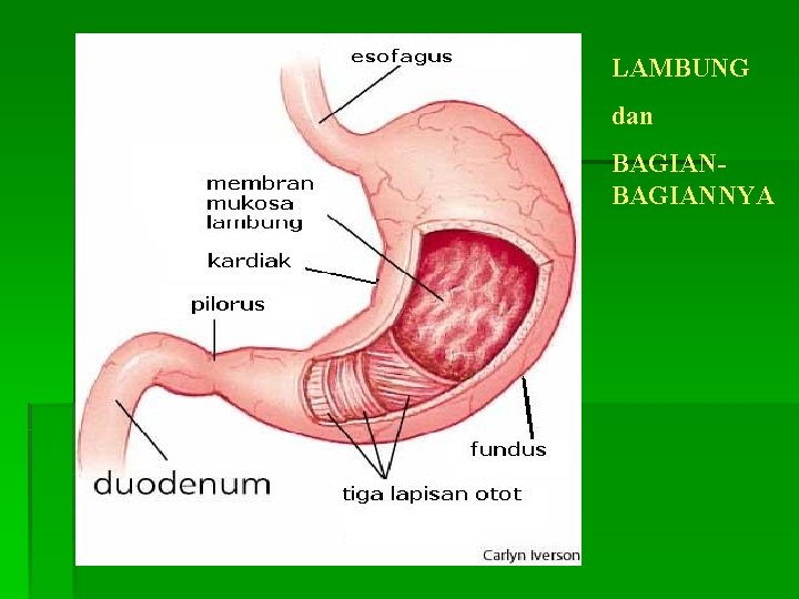 LAMBUNG dan BAGIANNYA 