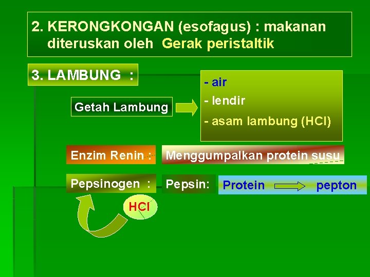 2. KERONGKONGAN (esofagus) : makanan diteruskan oleh Gerak peristaltik 3. LAMBUNG : Getah Lambung