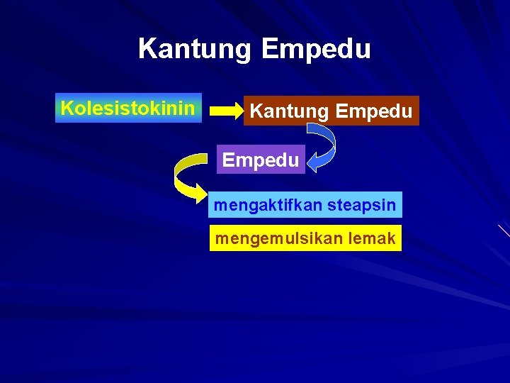 Kantung Empedu Kolesistokinin Kantung Empedu mengaktifkan steapsin mengemulsikan lemak 