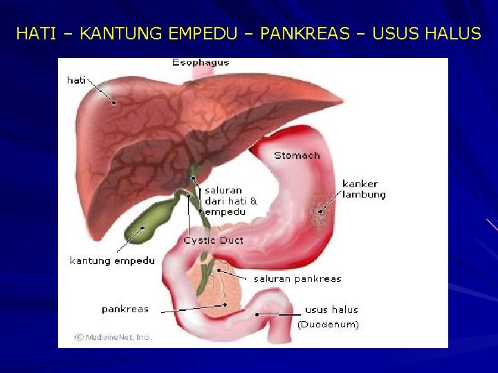 HATI – KANTUNG EMPEDU – PANKREAS – USUS HALUS 