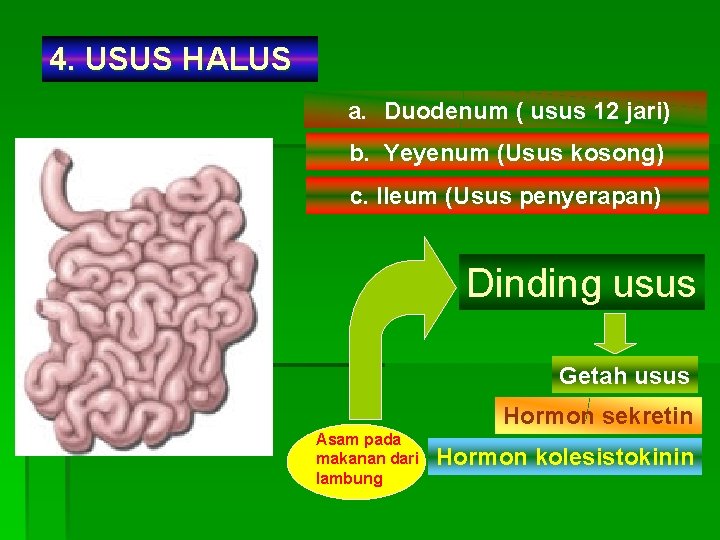 4. USUS HALUS a. Duodenum ( usus 12 jari) b. Yeyenum (Usus kosong) c.