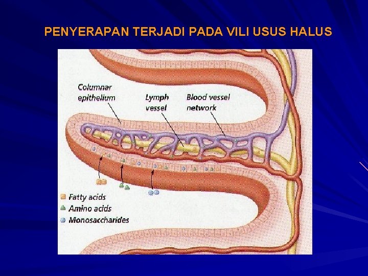 PENYERAPAN TERJADI PADA VILI USUS HALUS 