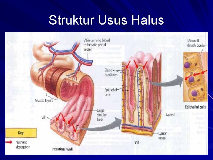 Struktur Usus Halus 