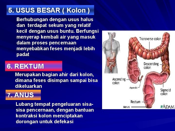 5. USUS BESAR ( Kolon ) Berhubungan dengan usus halus dan terdapat sekum yang
