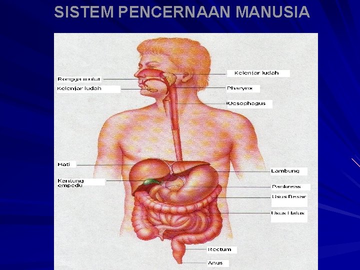 SISTEM PENCERNAAN MANUSIA 