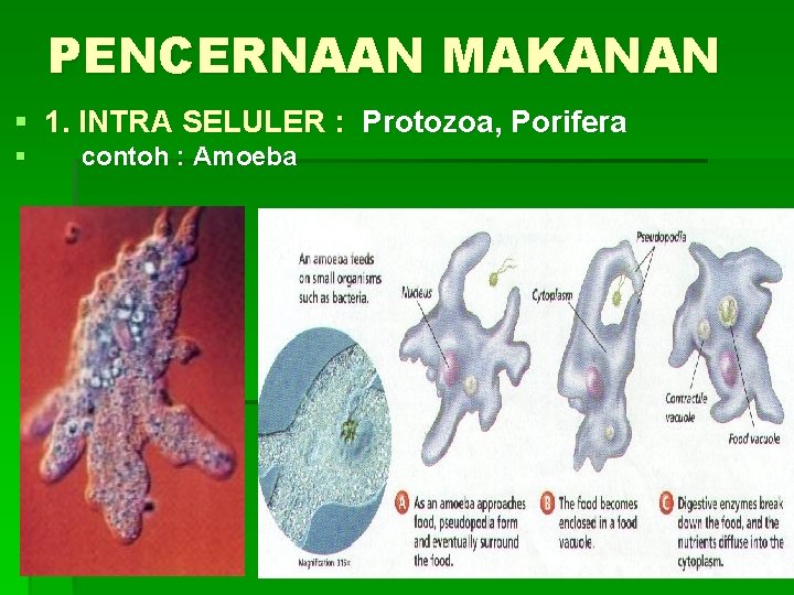 PENCERNAAN MAKANAN § 1. INTRA SELULER : Protozoa, Porifera § contoh : Amoeba 