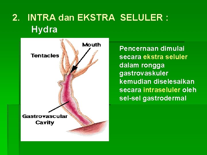 2. INTRA dan EKSTRA SELULER : Hydra Pencernaan dimulai secara ekstra seluler dalam rongga