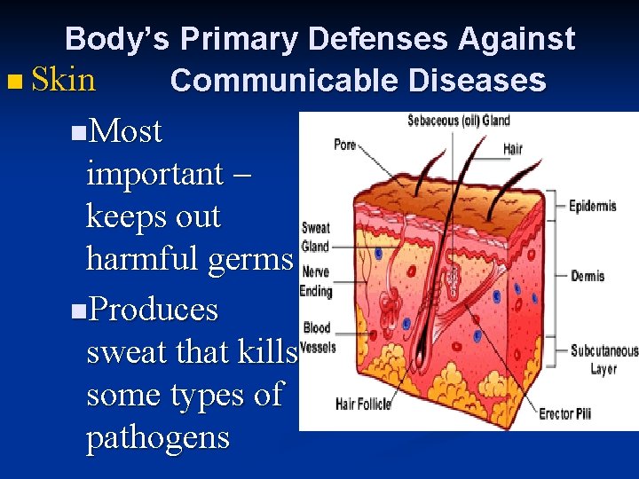 Body’s Primary Defenses Against n Skin Communicable Diseases n. Most important – keeps out