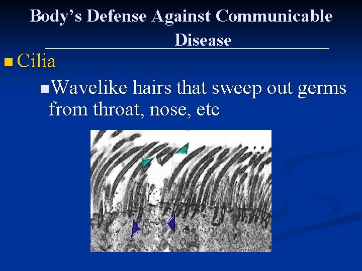 Body’s Defense Against Communicable Disease n Cilia n. Wavelike hairs that sweep out germs